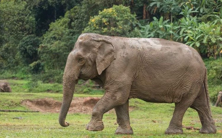 925 people died in elephant attacks in Odisha in 10 years