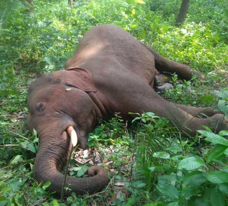 ବିଦ୍ୟୁତ୍ ଆଘାତରେ ଚାଲିଗଲା ହାତୀର ଜୀବନ