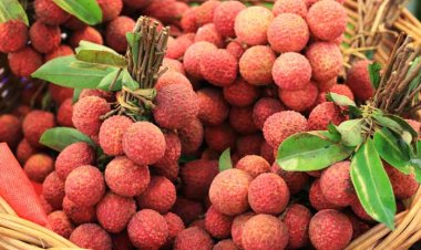 ଖାଆନ୍ତୁ ନାହିଁ ଅଧିକ ଲିଚି, ଜାଣନ୍ତୁ କ’ଣ ହେବ ଅସୁବିଧା ?