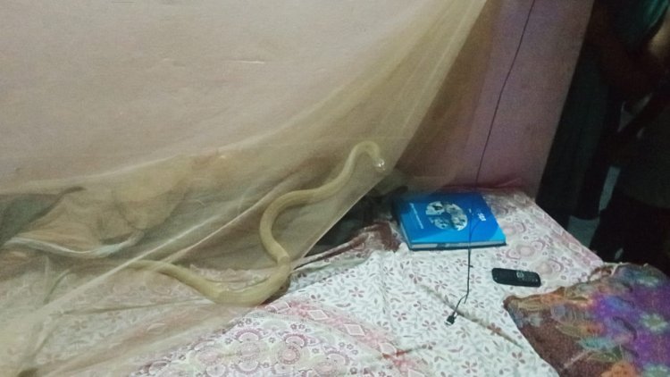 ଶେଯରେ ଶୋଇଛି ନାଗୁଣୀ