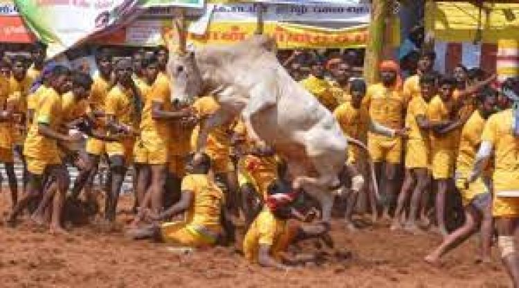 ଜଲ୍ଲିକଟ୍ଟୁରେ ହସ୍ତକ୍ଷେପ କରିପାରିବେ ନାହିଁ ବିଚାର ବିଭାଗ:ସୁପ୍ରିମକୋର୍ଟ