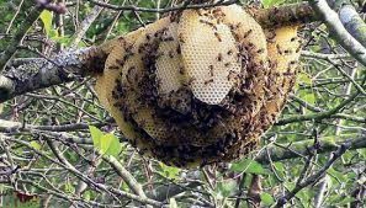 ମହୁମାଛି ଆକ୍ରମଣରେ ବୃଦ୍ଧ ମୃତ