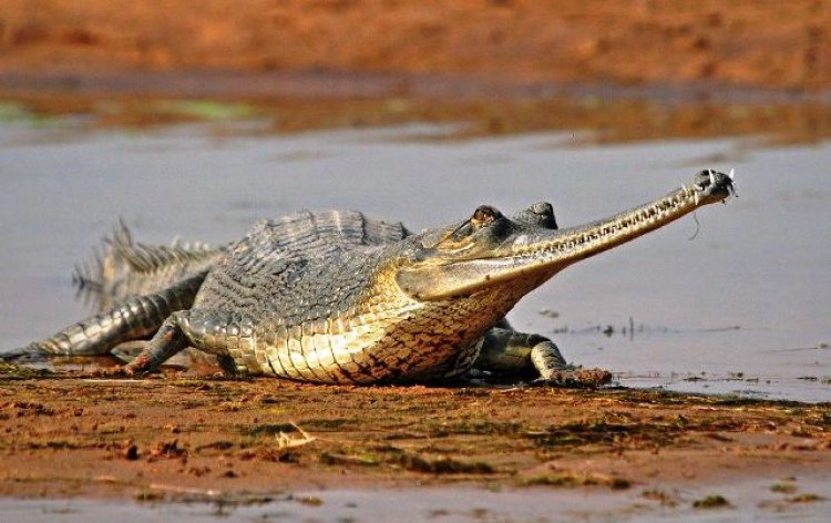 ଆସିଲା ଖୁସିଖବର: ସଫଳ ହୋଇଛି ଘଡ଼ିଆଳ ପ୍ରଜନନ 
