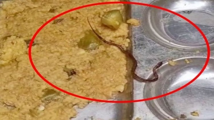 ପିଲାଙ୍କ ମଧ୍ୟାହ୍ନ ଭୋଜନରେ ସାପ