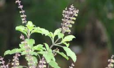 ତୁଳସୀରେ ତ୍ୱଚା ଯତ୍ନ