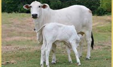 ୩୫ କୋଟି ଟଙ୍କାର ଗାଈ