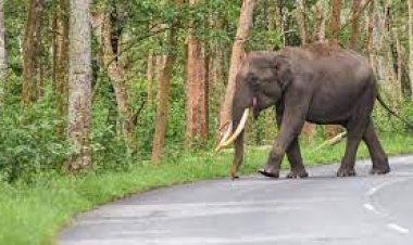 ଦନ୍ତା ଆକ୍ରମଣରେ ମହିଳା ମୃତ