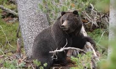 ଭାଲୁ ଆକ୍ରମଣ; ଜଣେ ବନ କର୍ମଚାରୀ ମୃତ