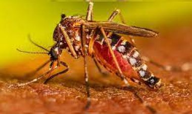 ରାଜଧାନୀରେ ଡେଙ୍ଗୁଜନିତ ପ୍ରଥମ ମୃତ୍ୟୁ