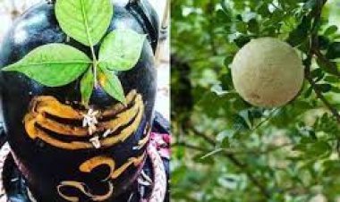 ମହାଦେବଙ୍କୁ ବେଲପତ୍ର ଅର୍ପଣ କଲାବେଳେ କରନ୍ତୁ ନାହିଁ ଏହି ସବୁ ଭୁଲ୍