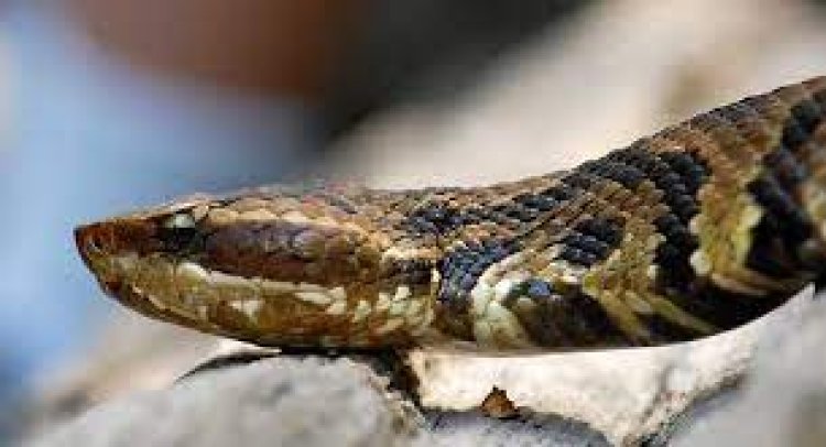 ସାପ କାମୁଡ଼ା ମୃତ୍ୟୁରେ ଓଡ଼ିଶା ଦ୍ୱିତୀୟ