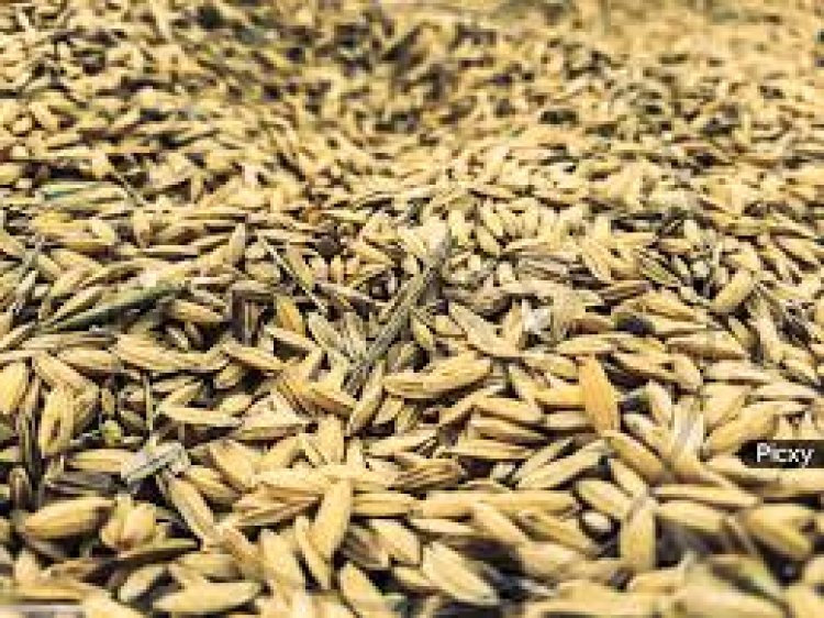 ୭୦ ହଜାର କ୍ବିଣ୍ଟାଲ ଧାନ ବିହନ ବିକ୍ରି ହୋଇ ପାରିନି