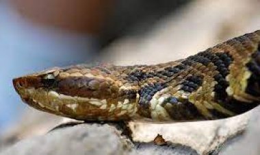 ସାପ କାମୁଡ଼ାରେ ମା ଓ ପୁଅ ମୃତ