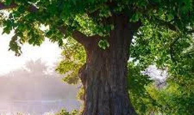 ଶାରୀରିକ ସ୍ତରରେ ପୁରୁଷମାନେ ଦୁର୍ବଳ ହୋଇଯାଉଛନ୍ତି କି ? ପିଅନ୍ତୁ ଏହି ଗଛର କ୍ଷୀର