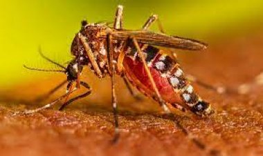 ରାଜ୍ୟରେ ଡେଙ୍ଗୁ ଉପର ମୁହାଁ