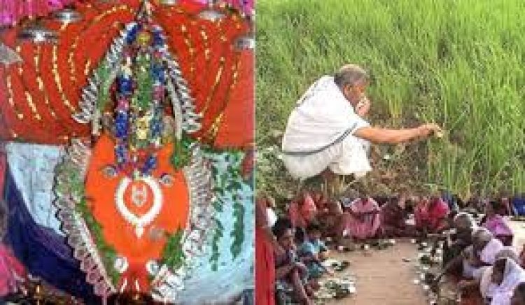 ମା’ ସମଲେଶ୍ୱରଙ୍କ ମନ୍ଦିରରେ ପହଞ୍ଚିଲା ନୂଆଁଧାନ
