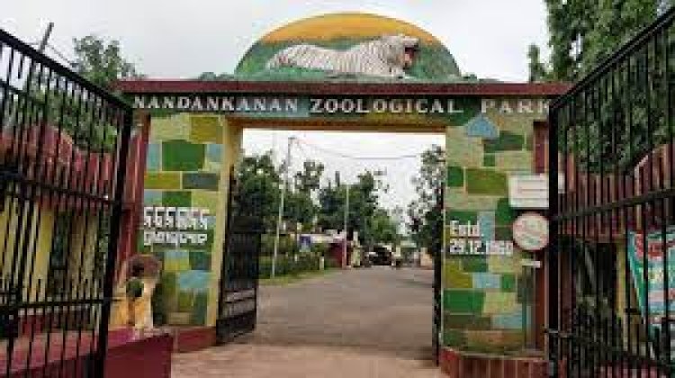 ନନ୍ଦନକାନନ ଆସିଲେ ୪ ଓଟପକ୍ଷୀ