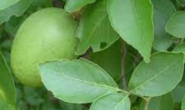 ବେଲ ବୃକ୍ଷ ଲଗାଇବା ଦ୍ୱାରା ପ୍ରାପ୍ତି ହୋଇଥାଏ ଅକ୍ଷୟ ପୁଣ୍ୟ