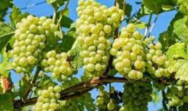 ଅଙ୍ଗୁର ଖାଇବାର ଅନେକ ଫାଇଦା