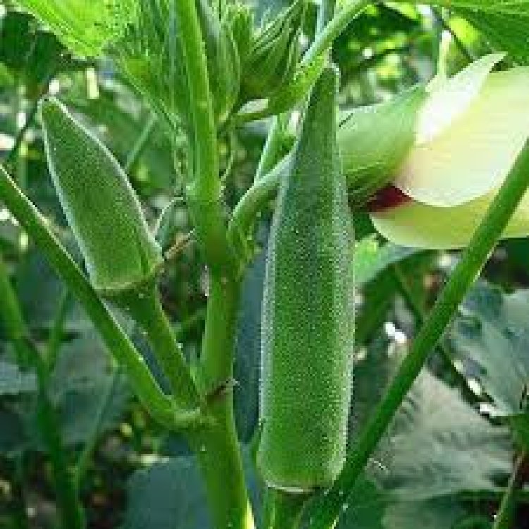 ମଧୁମେହକୁ ନିୟନ୍ତ୍ରିତ କରେ ଭେଣ୍ଡି