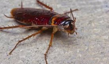 ରୋଷେଇ ଘରେ ଅସରପା ହେଉଛନ୍ତି?