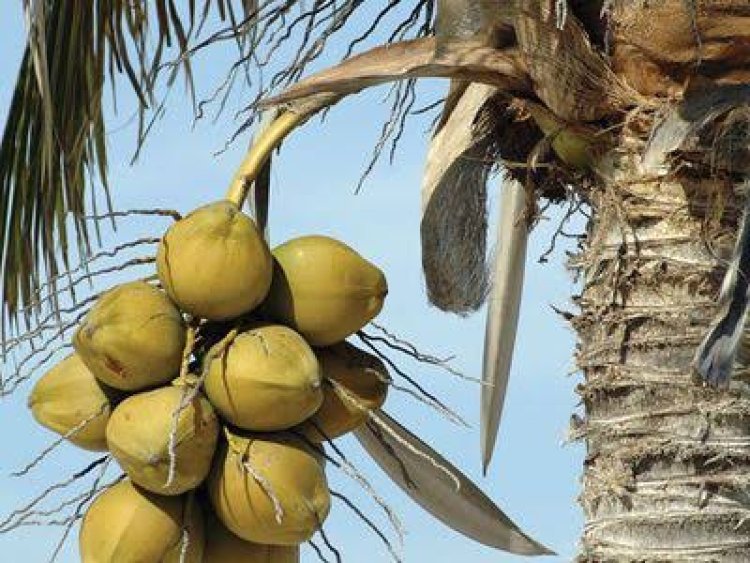 ରୋଗ ପ୍ରତିରୋଧ ଶକ୍ତି ବଢ଼ାଏ ନଡ଼ିଆ ପାଣି