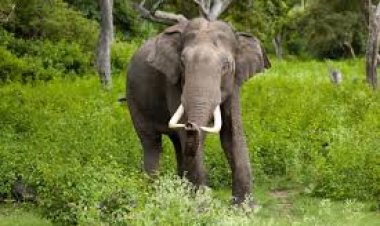 ଦନ୍ତା ଆକ୍ରମଣରେ ଯୁବକ ମୃତ