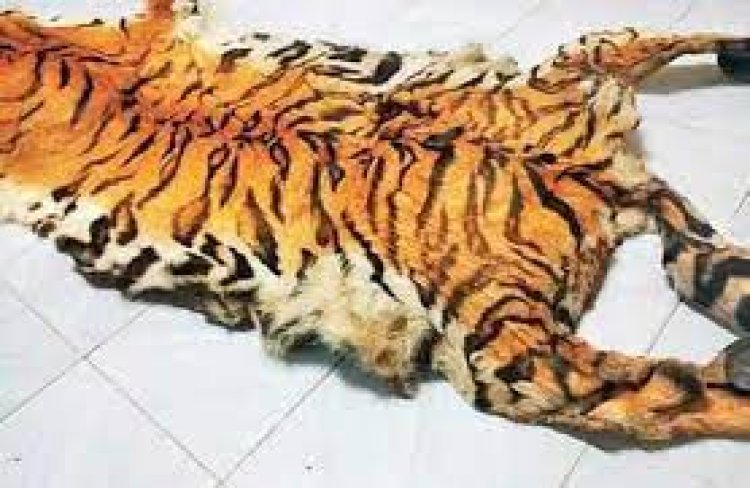 ବାଘ ଛାଲ ଜବତ, ୨ ଗିରଫ