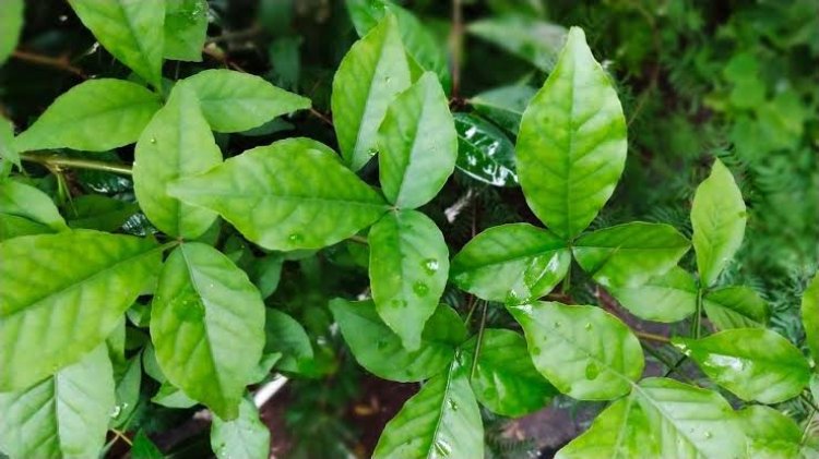 ବେଲପତ୍ରରେ ଲୁଚିରହିଛି ସୌନ୍ଦର୍ଯ୍ୟତାର ଚାବିକାଠି