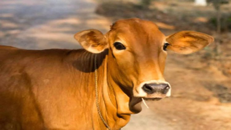 ଗାଈ ଦିଏ ଶୁଭ ସଙ୍କେତ