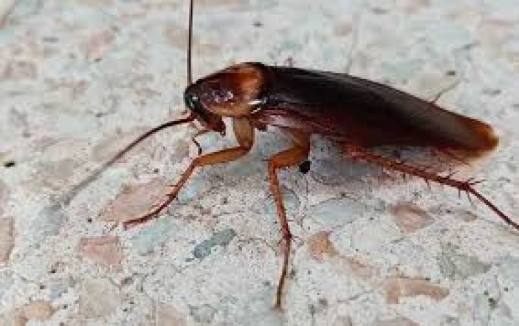 ଘରୁ ଦୂର କରନ୍ତୁ ଅସରପା ସମସ୍ୟା
