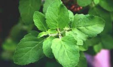 ଆପଣଙ୍କ ପିଲା ଅଧିକ ରାଗୁଛନ୍ତି କି ? ଏପରି ବ୍ୟବହାର କରନ୍ତୁ ତୁଳସୀ, କମିବ କ୍ରୋଧ