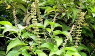ଏହି ଦୁଇ ଦିନ ତୁଳସୀ ଗଛରେ ଦିଅନ୍ତୁନି ପାଣି
