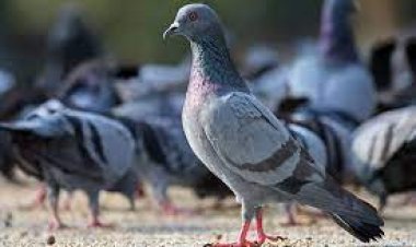 କାହିଁକି କମ୍ ବୟସରୁ ଦୁର୍ବଳ ହୋଇଯାଉଛି ହାଡ ?