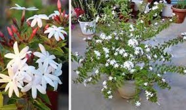 କୁଣ୍ଡରୁ ପିମ୍ପୁଡ଼ିି ଦୂରକରିବାର  ସହଜ ଉପାୟ