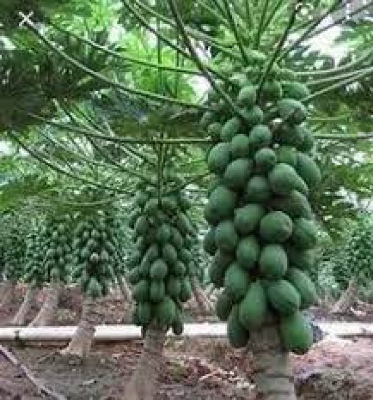 ଶରୀର ପାଇଁ ଔଷଧ ପରି କାମ ଦିଏ କଞ୍ଚା ଅମୃତଭଣ୍ଡା