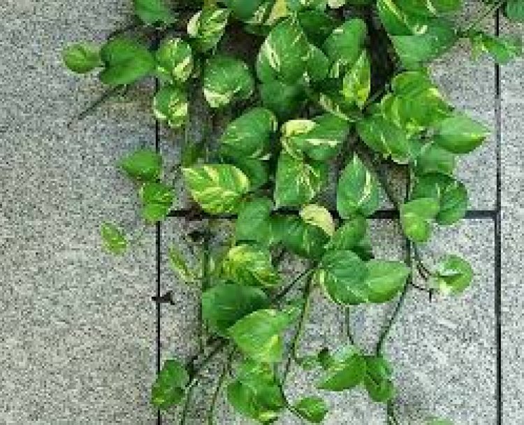 ଘରେ ମନିପ୍ଲାଣ୍ଟ ଲଗାଉଥିଲେ ଜାଣିନିଅନ୍ତୁ ଏହି କଥା