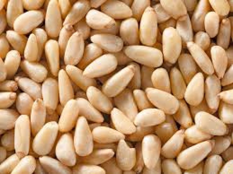 Pine Nuts ଖାଇବା ଦ୍ୱାରା ହୋଇଥାଏ ଅନେକ ଫାଇଦା