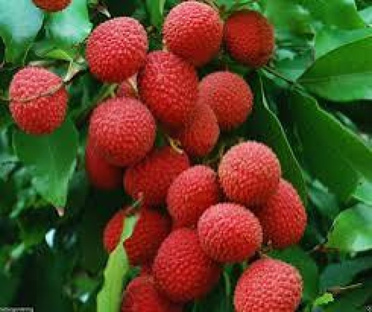 ତ୍ବଚା ପାଇଁ ବରଦାନ ଲିଚୁକୋଳି