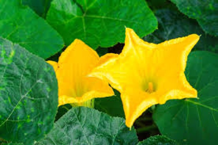ରୋଗ ପ୍ରତିରୋଧକ ଶକ୍ତି ବଢ଼ାଏ କଖାରୁ ଫୁଲ