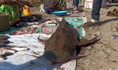 ଜାଲରେ ପଡିଲା ୬୦ କେଜିଆ ମାଛ