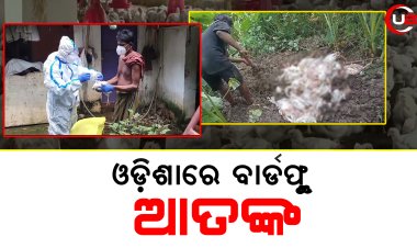 ପିପିଲିରର ବାର୍ଡ ଫ୍ଲୁ ନେଇ ଜିଲ୍ଲାପାଳଙ୍କ ପ୍ରତିକ୍ରିୟା