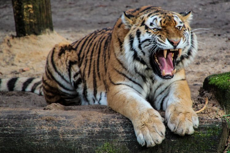 There were 55 tiger deaths in Odisha over a span of 10 years, raising concerns.