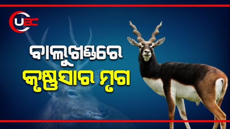 ଦୀର୍ଘ ୨୦ ବର୍ଷ ପରେ ପୁରୀ ବାଲୁଖଣ୍ଡ ଅଭୟାରଣ୍ୟରେ କୃଷ୍ଣସାର ମୃଗ