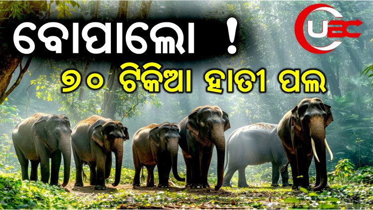 ଖିନ୍ଭିନ୍ କରିଦେଲେ ଚାଷ ଜମି, ଜଳେଶ୍ୱରରେ ମାତିଛନ୍ତି ଝାଡଖଣ୍ଡି ହାତୀ