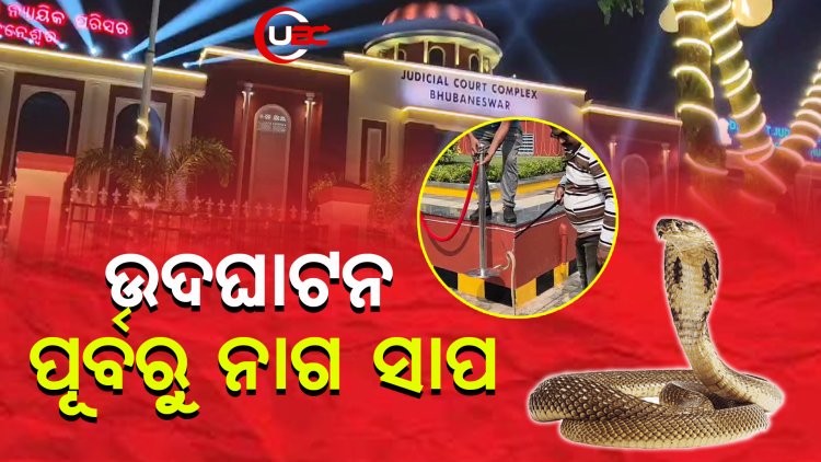 ଜୁଡିସିଆଲ ନୂଆ କମ୍ପ୍ଲେକ୍ସ ଉଦଘାଟନ ପୂର୍ବରୁ ନାଗ ସାପ ଉଦ୍ଧାର